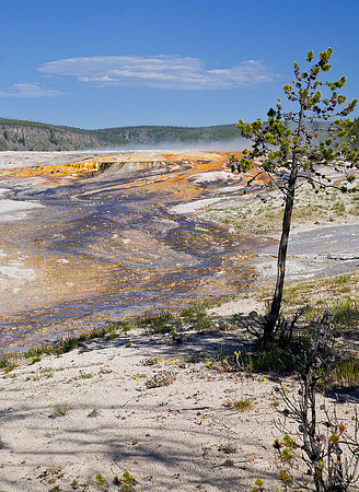 it's difficult for plants to grow in this environment.