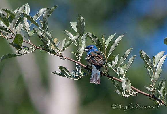Indigo Bunting-my first!