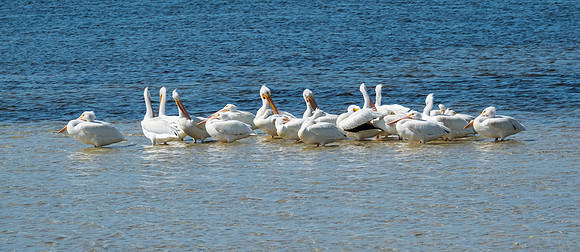 white pelicans