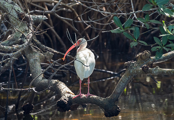 White Ibis