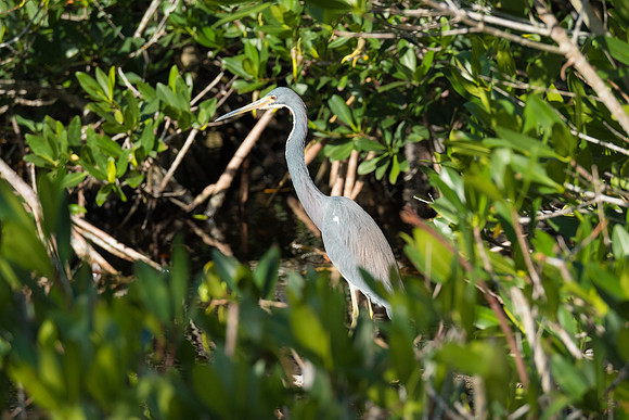 Tri-colored heron