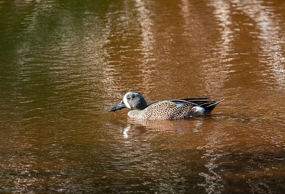 blue winged teal