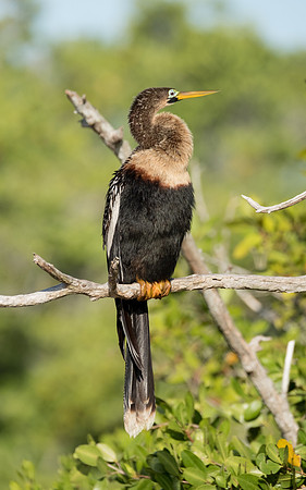 Anhinga