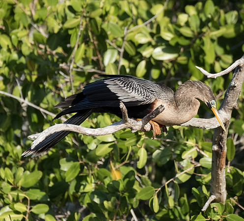 Anhinga