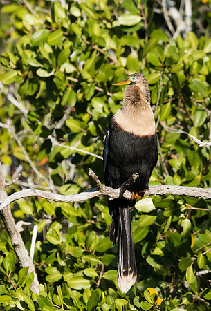 Anhinga