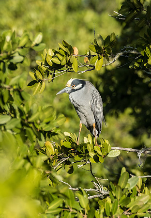 yellow crowned night heron