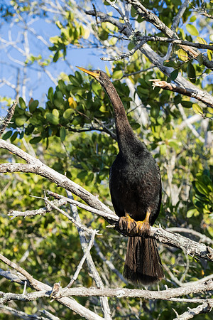 Anhinga