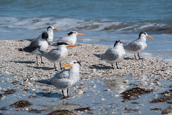 Pretty sure these guys & gals are "royal terns"