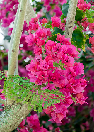 bougainvilla