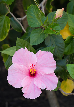 hibiscus in pink