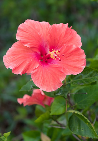 hibiscus in coral