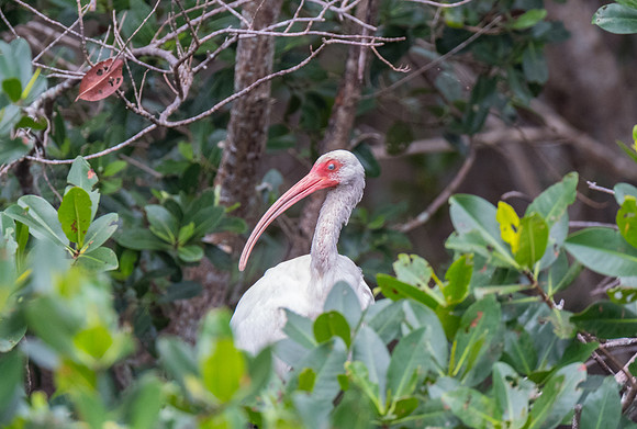 white ibis