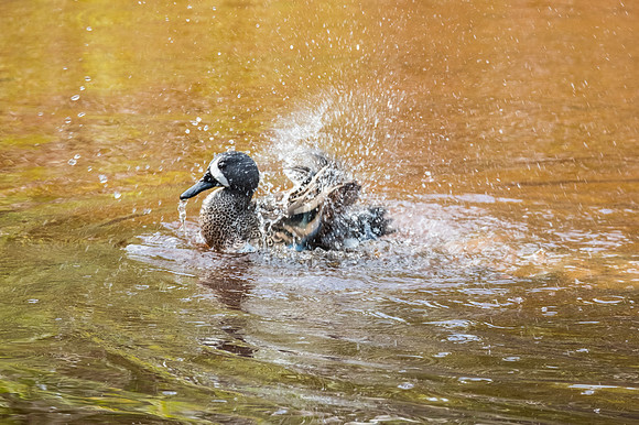 blue winged teal