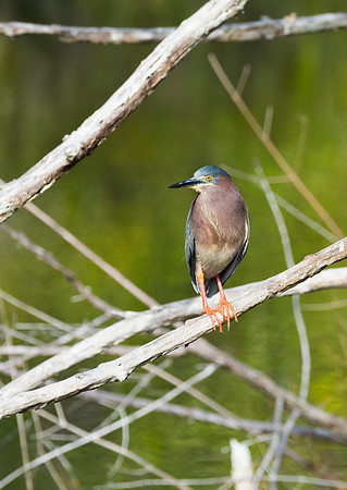 green heron