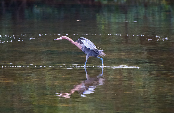 reddish heron