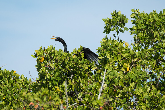 anhinga in the tree tops