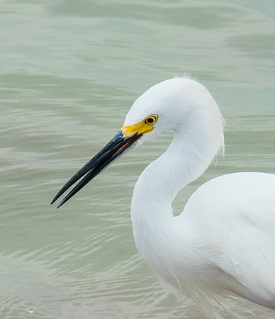 snowy egret