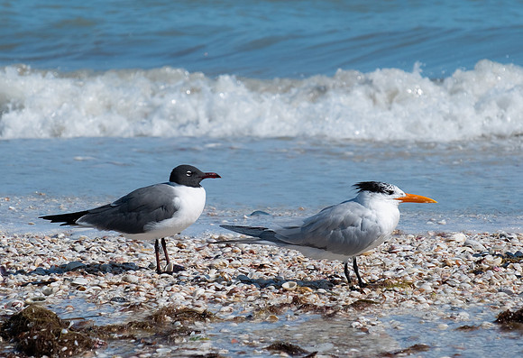 Laughing gull and royal tern