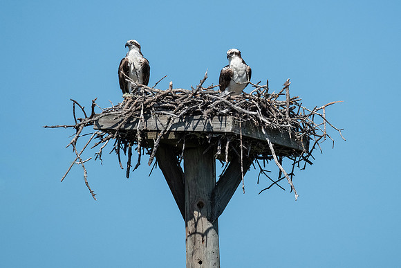 osprey on their nest