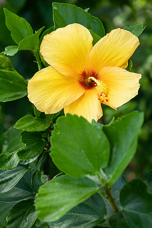 hibiscus in yellow