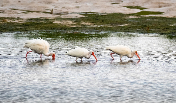 white ibis
