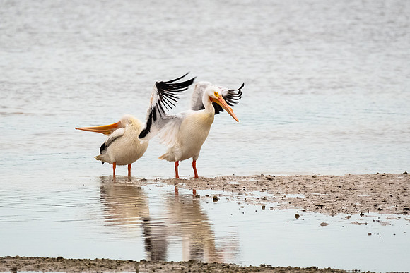 white pelicans