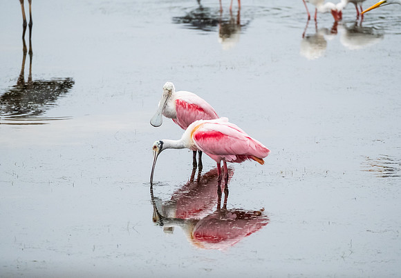 roseate spoonbills
