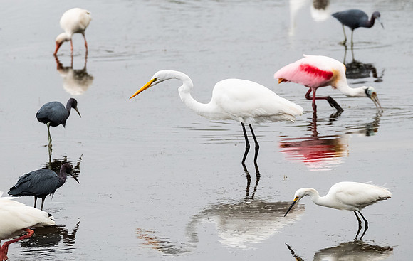 great egret, little blue herons