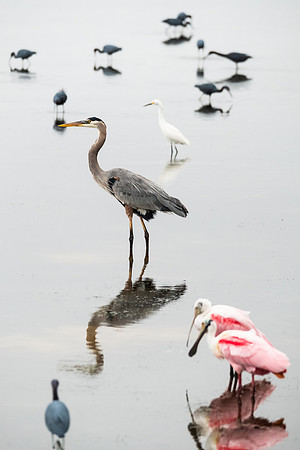 great blue herons and friends