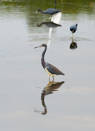 tri-color heron