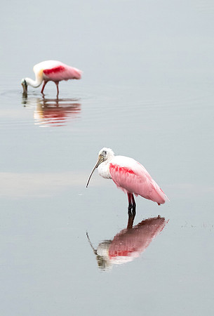 roseate spoonbills