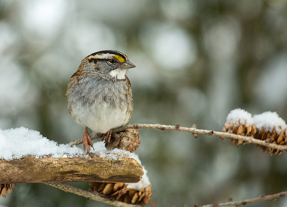 White-throated sparrow