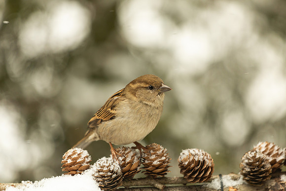 House Sparrow, female