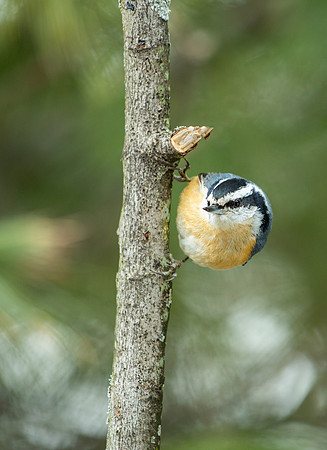 Red-breated Nuthatch