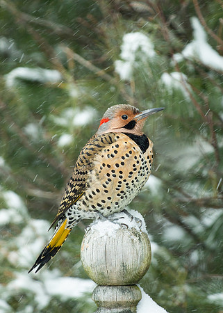 Northern Flicker