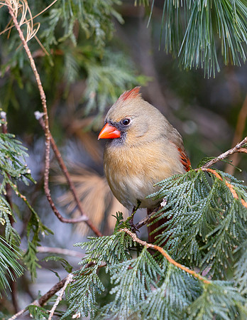 Northern Cardinal, female