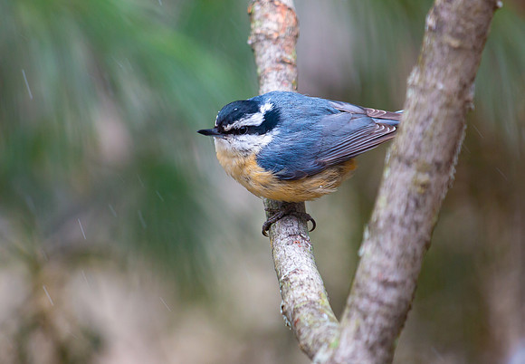 Red-breasted Nuthatch