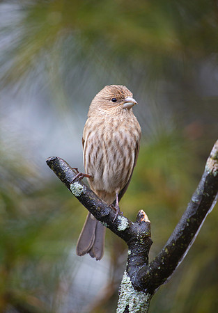 House finch, female
