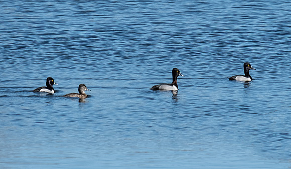 ring necked ducks