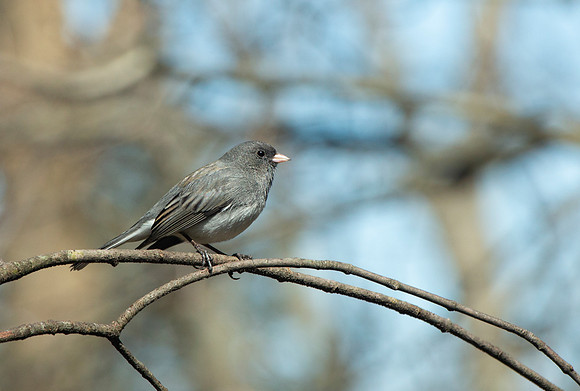 Junco
