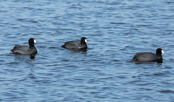 American Coots