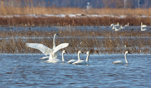 tundra swans