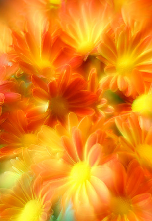 Flower Burst