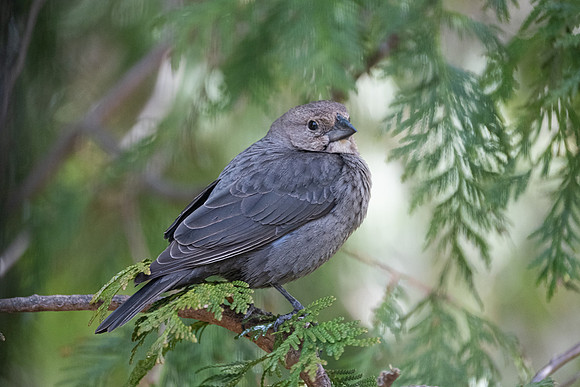 female brown-headed cowbird