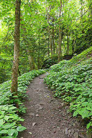"Do not go where the path may lead, go instead where there is no path and leave a trail."  Ralph Waldo Emerson