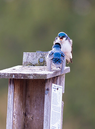 tree swallows