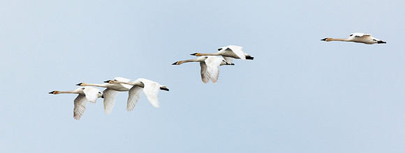 tundra swans