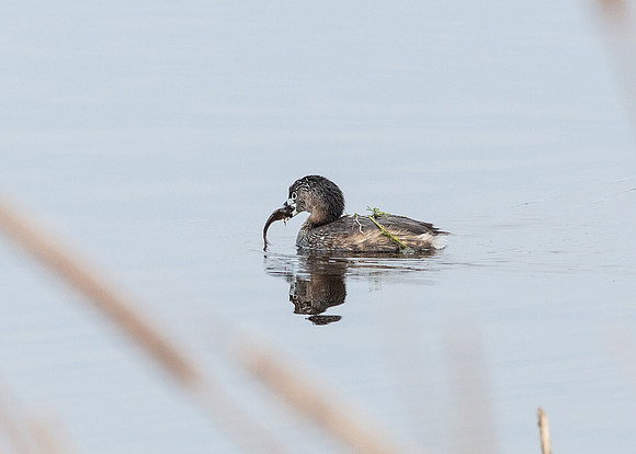 pied-billed grebe