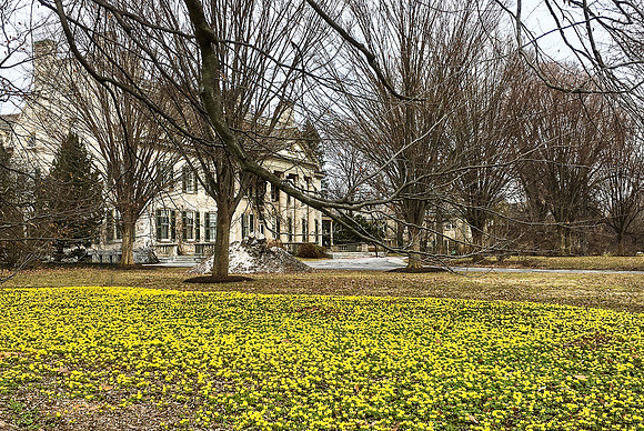 Winter Aconite blooming at the George Eastman House