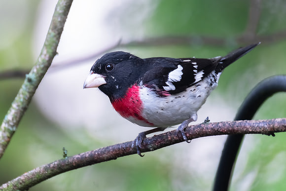 Rose-breasted Grosbeak